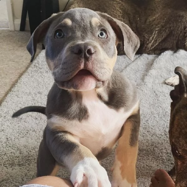 pitbull | Foto 0
