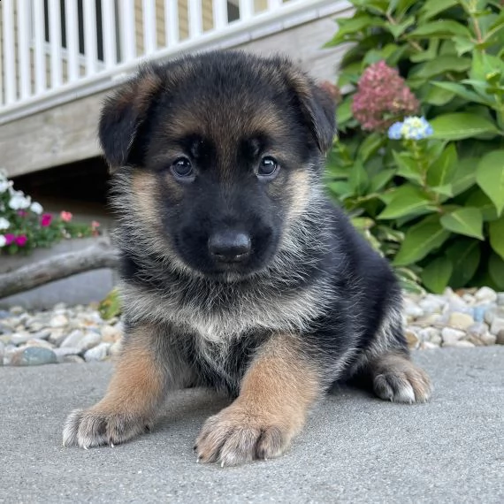 regalo cuccioli pastore tedesco