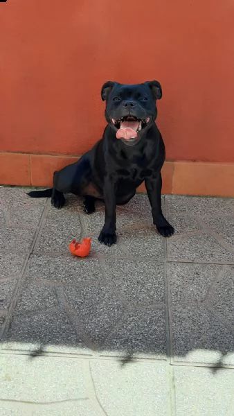 vendo a malincuore cucciola staffy perché mia figlia è allergica  | Foto 4