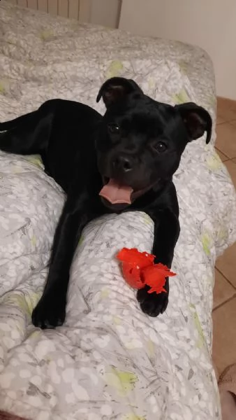 vendo a malincuore cucciola staffy perché mia figlia è allergica  | Foto 3