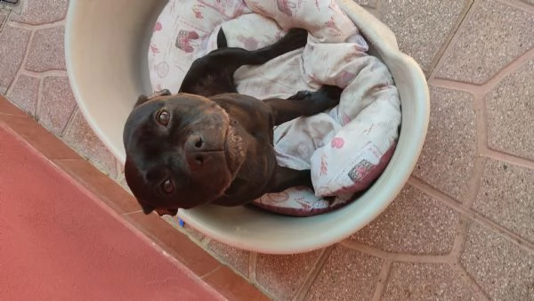 vendo a malincuore cucciola staffy perché mia figlia è allergica  | Foto 2