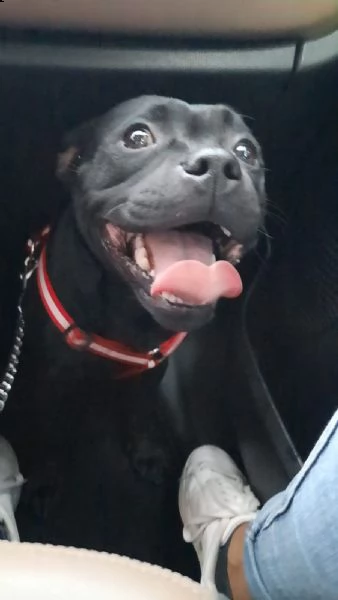 vendo a malincuore cucciola staffy perché mia figlia è allergica  | Foto 1