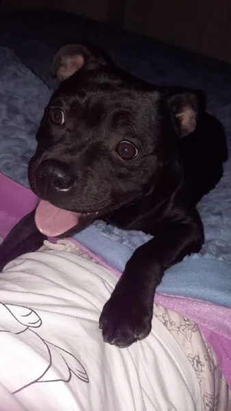 vendo a malincuore cucciola staffy perché mia figlia è allergica 