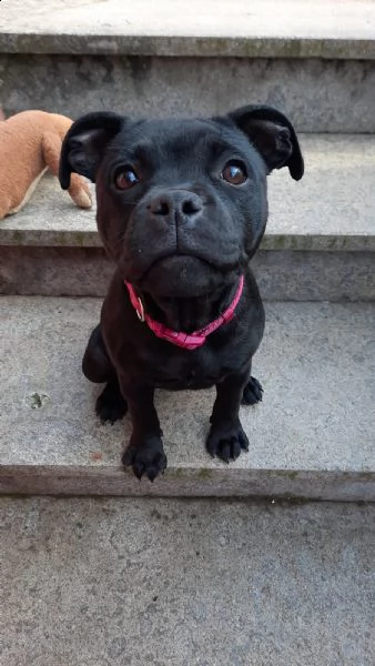 vendo a malincuore cucciola staffy perché mia figlia è allergica  | Foto 0