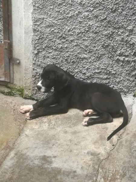 alano nera femmina 