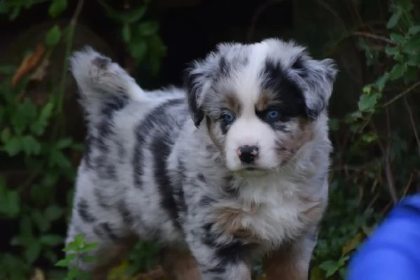 cuccioli di pastore australiano pedigree enci | Foto 1