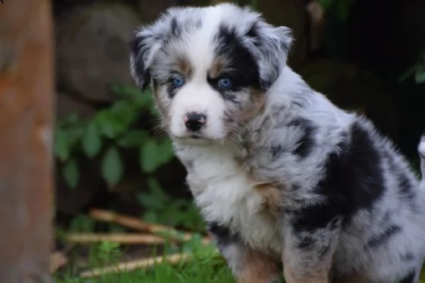 cuccioli di pastore australiano pedigree enci | Foto 0