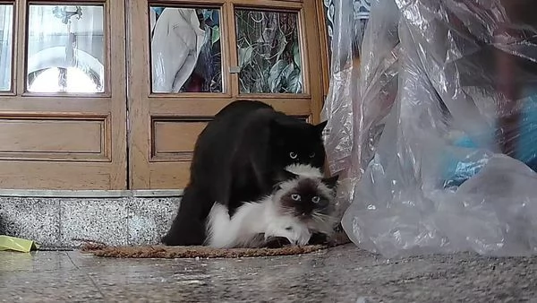 gatto siberiano per monta | Foto 5