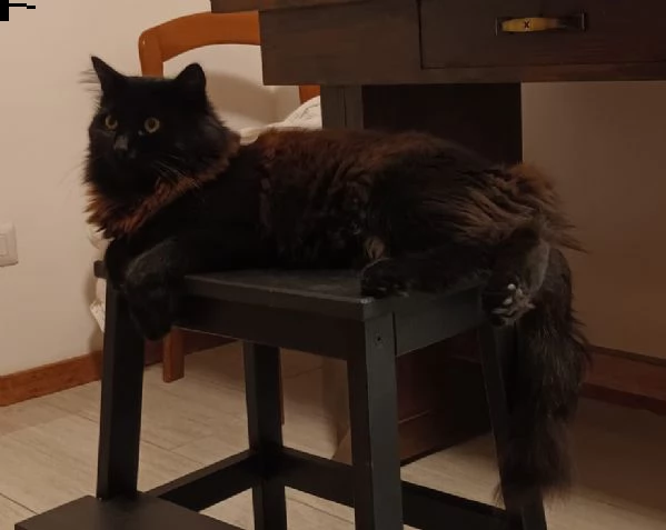 gatto siberiano per monta | Foto 4