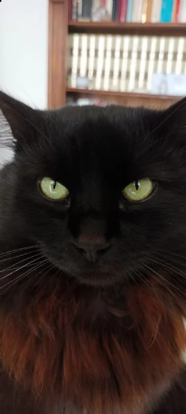 gatto siberiano per monta | Foto 3