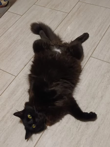 gatto siberiano per monta | Foto 2