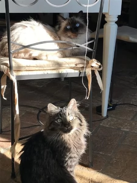 gatto siberiano per monta | Foto 1