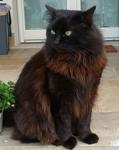 gatto siberiano per monta