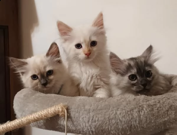 gatto siberiano per monta | Foto 0