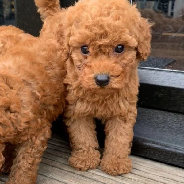lagotto romagnolo 4 anni maschio  | Foto 1