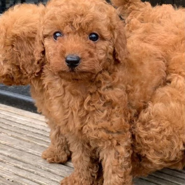lagotto romagnolo 4 anni maschio  | Foto 0