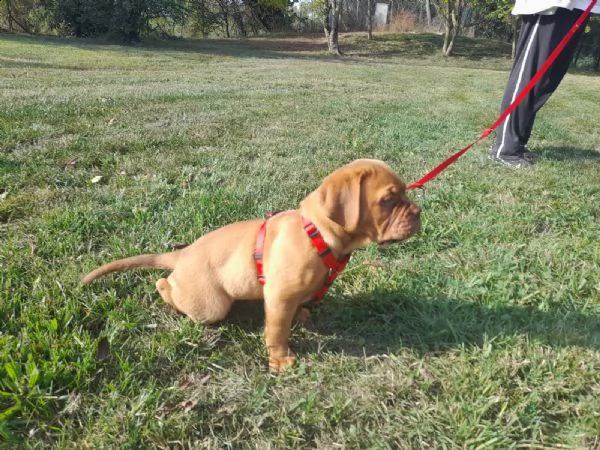 ultime 2 cucciole di dogue de bordeaux disponibili  | Foto 3
