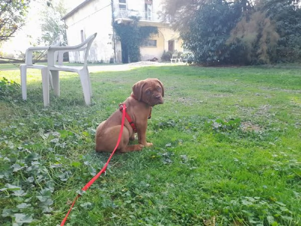 ultime 2 cucciole di dogue de bordeaux disponibili  | Foto 2