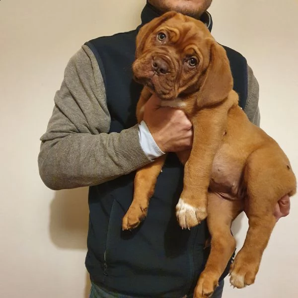 ultime 2 cucciole di dogue de bordeaux disponibili  | Foto 1