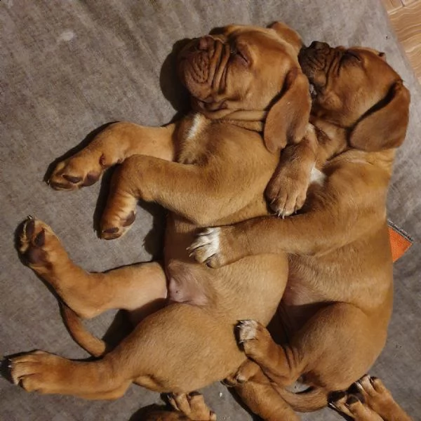 ultime 2 cucciole di dogue de bordeaux disponibili  | Foto 0