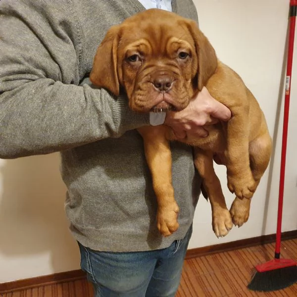 ultime 2 cucciole di dogue de bordeaux disponibili 