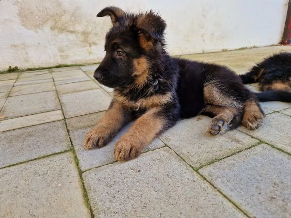 cuccioli pastore tedesco pelo lungo/corto