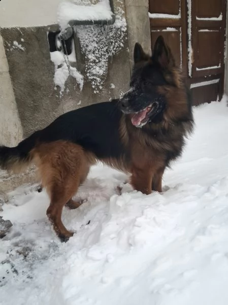 cuccioli pastore tedesco pelo lungo/corto | Foto 5