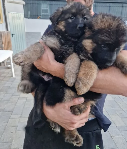 cuccioli pastore tedesco pelo lungo/corto | Foto 4