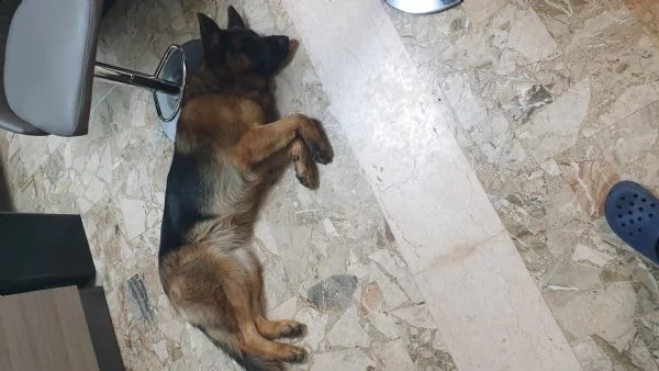 cuccioli pastore tedesco pelo lungo/corto | Foto 3