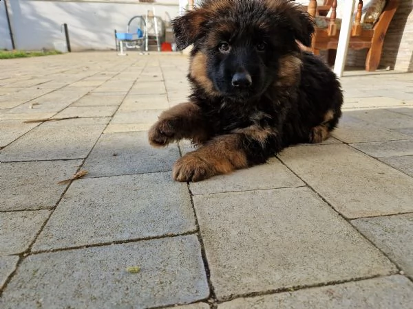 cuccioli pastore tedesco pelo lungo/corto | Foto 2