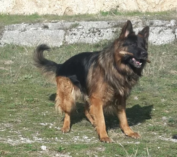 cuccioli pastore tedesco pelo lungo/corto | Foto 1