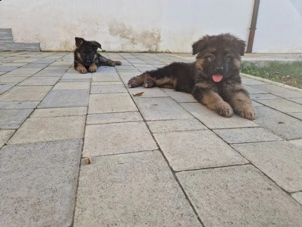 cuccioli pastore tedesco pelo lungo/corto | Foto 0