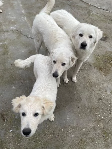 regalo cagnoline di pastore maremmano abruzzese | Foto 14