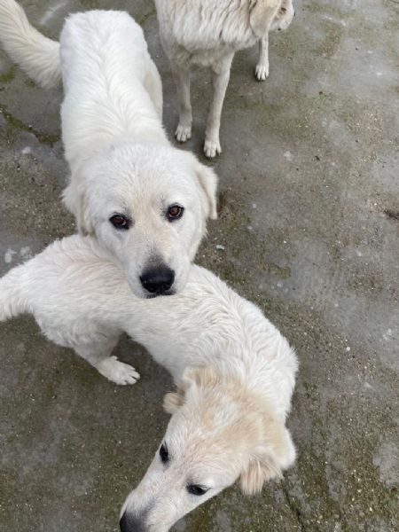 regalo cagnoline di pastore maremmano abruzzese | Foto 13