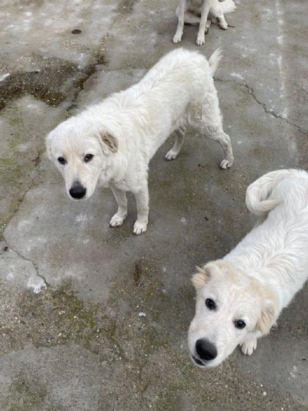 regalo cagnoline di pastore maremmano abruzzese | Foto 12