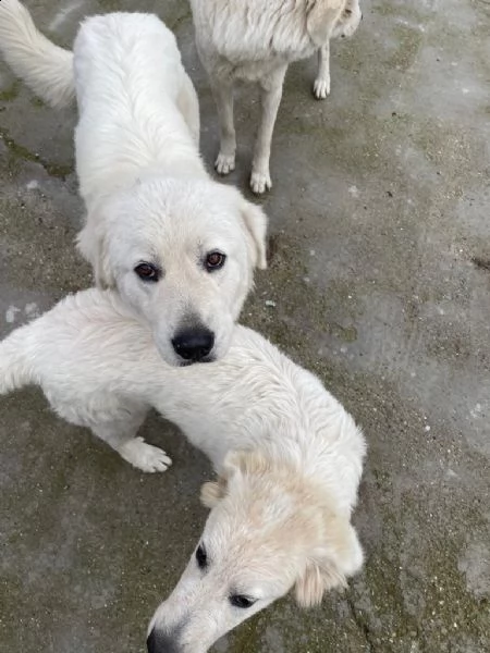 regalo cagnoline di pastore maremmano abruzzese | Foto 11