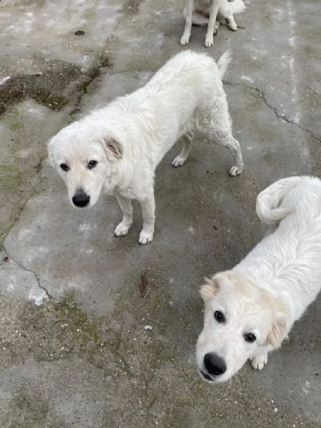 regalo cagnoline di pastore maremmano abruzzese | Foto 10