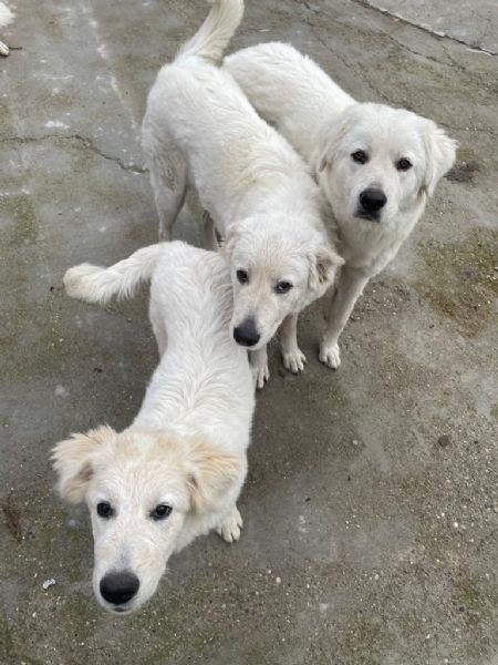 regalo cagnoline di pastore maremmano abruzzese | Foto 9