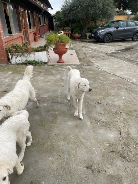 regalo cagnoline di pastore maremmano abruzzese | Foto 7