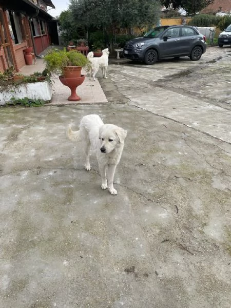 regalo cagnoline di pastore maremmano abruzzese | Foto 6