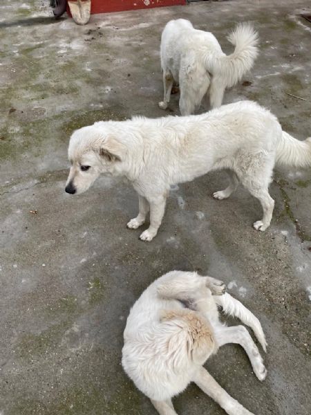 regalo cagnoline di pastore maremmano abruzzese | Foto 4