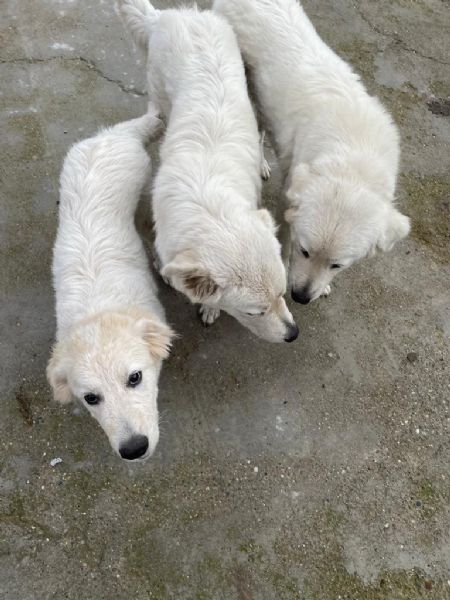 regalo cagnoline di pastore maremmano abruzzese | Foto 3