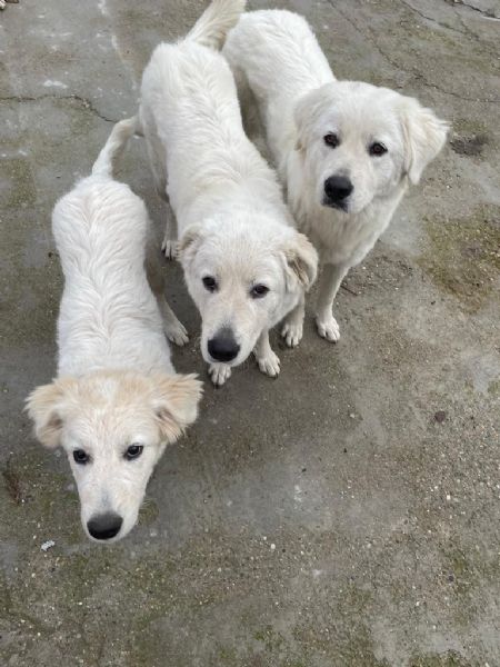 regalo cagnoline di pastore maremmano abruzzese | Foto 2