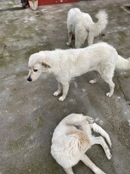 regalo cagnoline di pastore maremmano abruzzese