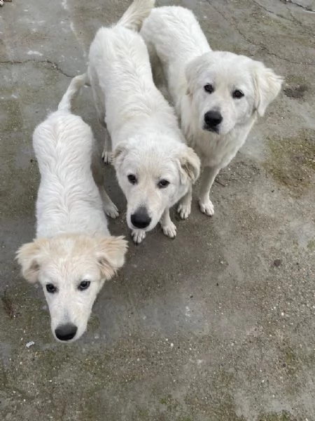regalo cagnoline di pastore maremmano abruzzese | Foto 0