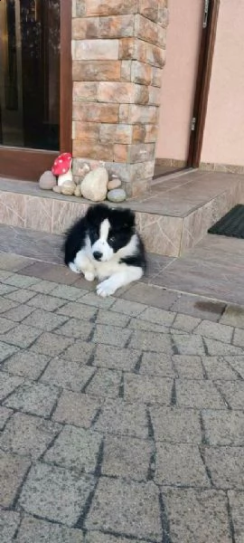 regalo border collie 