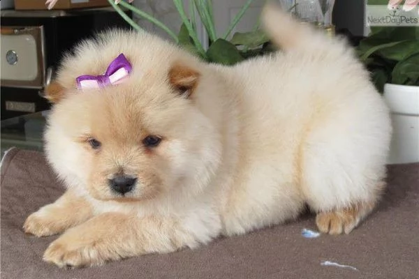 regalo cuccioli di chow chow 