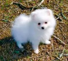 regalo pomeranian /////
