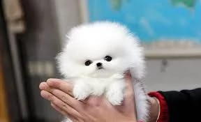 cucciolo di pomerania in adozione (+34631716322)