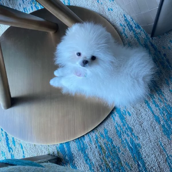 cuccioli di pomerania assolutamente sani (+34631716322)
